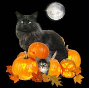 pumpkncatmoo.jpg